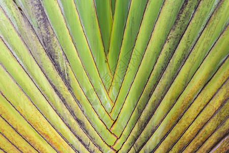 旅行者棕榈树模式(马达加斯加雨林)高清图片