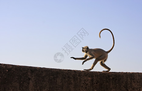 哈奴曼在印度邦迪塔拉加尔堡玩的灰色朗古尔爬坡荒野建筑旅行城市建筑学堡垒文化野生动物跳跃背景