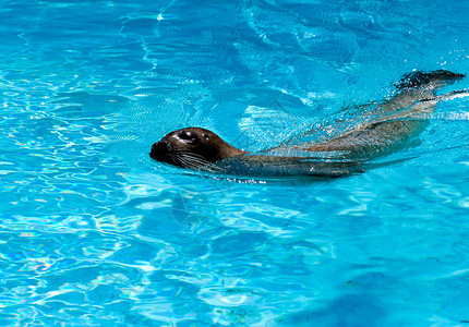 食蟹海豹海豹游泳漂浮会议冰山哺乳动物海洋峡湾手表半岛眼睛野生动物背景