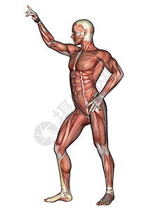 肌肉解剖图男性解剖图躯干二头肌身体器官卫生数字解剖学保健运动科学背景