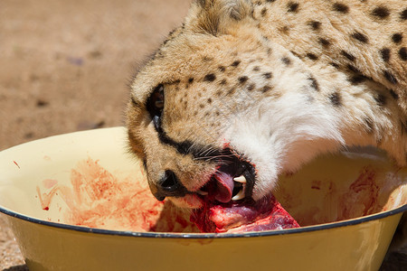 搜索血的素材被囚禁的Cheetah干草头发力量国家食肉面具栅栏猎豹环境猫科背景