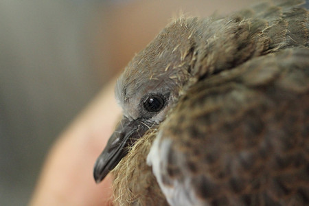 斑点鸽子乳鸽宠物羽毛动物灰色背景图片