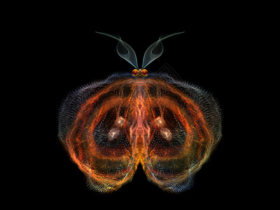 美丽的蝴蝶眼睛装饰品想像力森林几何学生物学漏洞触角翅膀航班背景图片