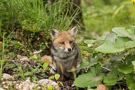 红色小狐狸小狐狸牙齿橙子动物猎人女性警报眼睛婴儿食肉家庭背景