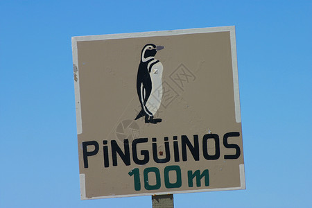 百得胜标志企鹅警告旅游黄色白色地点目的地宠物动物路标海岸线交通背景
