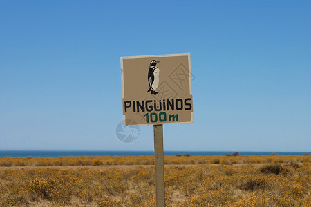 百得胜标志企鹅警告交通动物野生动物目的地黄色海岸线安全宠物白色地点背景