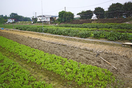农村耕地种植土地农作物蔬菜季节豆类母猪草地施肥国家栽培收获背景图片