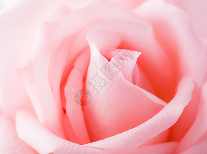一捧玫瑰粉红色玫瑰背景