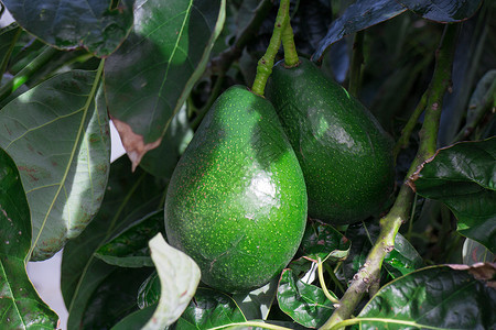 牛油果树阿沃卡多的团团 挂在树枝上蔬菜异国树叶食物情调绿色热带生长浆果水果背景