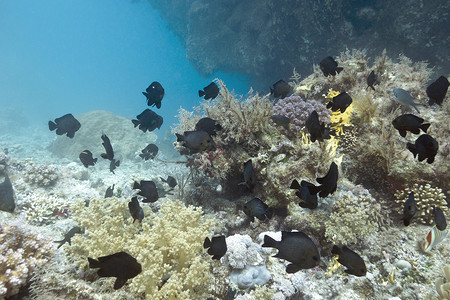 鲹科鱼热带海底有异国鱼类的珊瑚礁和地壳动物背景