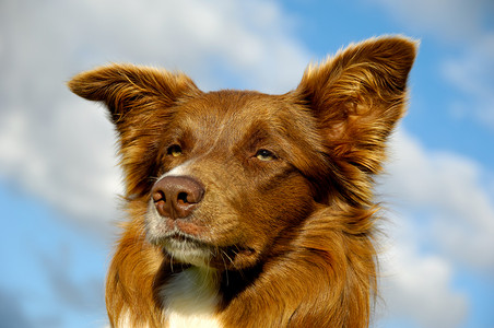 边境小狗宠物天空牧羊犬动物白色背景图片