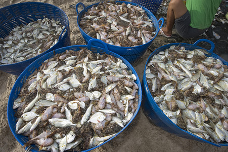 海边卖鱼素材在沙滩上钓到的鱼旅行食物渔夫钓鱼男人海鲜经济海岸销售量工作背景