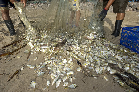 速卖通素材网在沙滩上钓到的鱼经济职业贸易销售量食物海鲜旅游钓鱼工作海岸背景