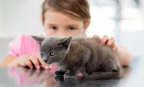 兽医办公室有小猫女孩背景图片