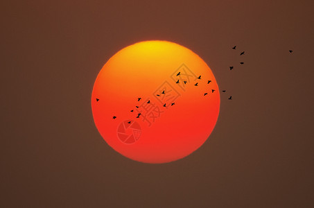 美丽的日落天空团体太阳航班自由白色翅膀编队黑色红色背景图片