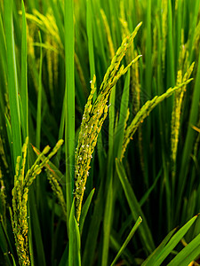 水稻厂环境种植园粮食场地生长植物农村栽培生态植物学高清图片
