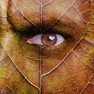 性质背景环境白色艺术黄色气候生物眼睛男人叶子季节高清图片