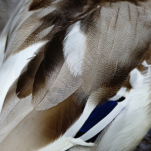 马华羽毛动物白色框架水平边缘墙纸毛皮蓝色背景图片