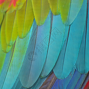 绿翼马aw羽毛翅膀宏观宠物绿色红色蓝色野生动物鹦鹉丛林热带背景图片