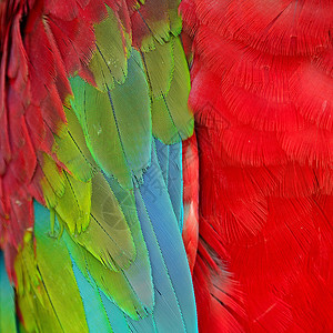 绿翼马aw羽毛宏观鹦鹉热带翅膀宠物活力绿色红色蓝色绿翅背景图片