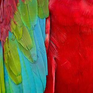 绿翼马aw羽毛鹦鹉丛林绿翅翅膀绿色宠物蓝色野生动物红色热带背景图片