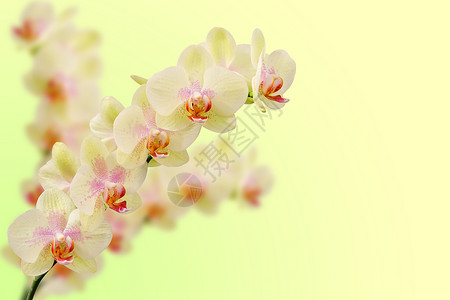 柔软的甜蜜粉兰花花背景图片