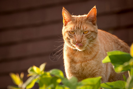 背光的猫缩略语辉光大花猫树叶饥饿植被猫咪舌头背光日落胡须背景