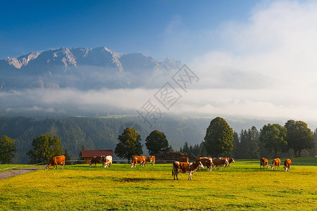 晨雾在草上牛肉栽培农业草地牧场风景植物山脉场地奶牛高清图片