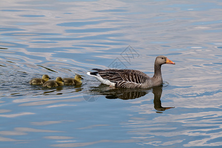 野鹅小龙年轻的动物灰鹅动物小鹅蓝色灰色游泳孩子羽毛婴儿家庭鸭子背景