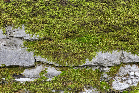 青苔砖有青苔和liche的老石墙地衣岩石栅栏灰色植物石头苔藓乡村绿色水平背景