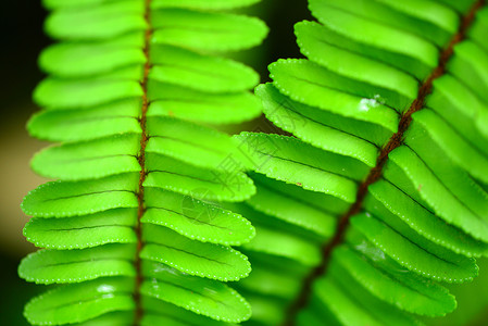 费尔生长栽培新生活热带雨林蕨类叶子生物体森林雨林气候背景图片