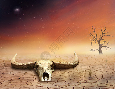 沙漠孤独分支机构奶牛天空星星骨头动物想像力颅骨墙纸高清图片
