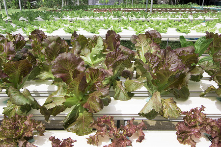 蔬菜养殖场水电花园沙拉绿色生长农场叶子苗圃场地植物学背景图片