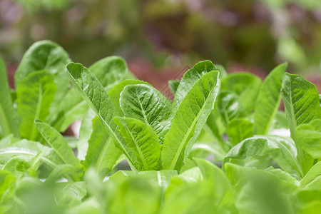 蔬菜养殖场花园环境食物苗圃农业农场绿色叶子生长沙拉背景图片
