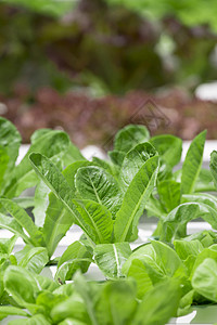蔬菜养殖场苗圃植物学绿色农场叶子水电生长食物沙拉植物背景图片