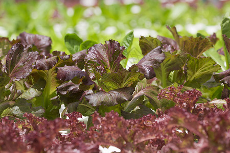 蔬菜养殖场农场花园环境绿色苗圃水电沙拉生长食物植物背景图片