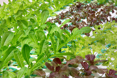 蔬菜养殖场水电苗圃场地绿色植物环境农场食物植物学农业背景图片