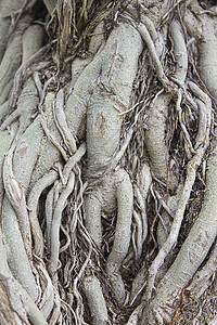 树根形状桉树榕树高清图片