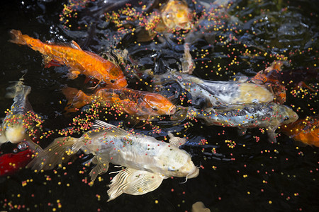 金鱼气候新生活鱼缸红鱼场景俏皮色彩热带游泳鲤鱼背景图片