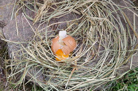 鸡蛋碰石头户外石头和干草上的碎鸡蛋背景