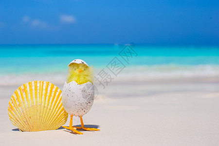 卡通小黄鸡小黄小鸡和白沙滩上的贝壳背景