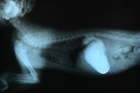 动物的X光照片医院肋骨胸部卫生宠物电影医疗保健辐射骨骼背景图片