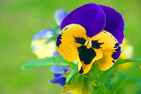 兵团生物植物生物学植物学花朵阳台蓝色眼睛花瓣花期高清图片