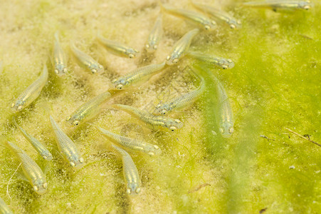 蚊鱼学校绿色的食蚊鱼高清图片