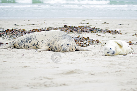 人类与海豹宝宝母亲和婴儿海豹在海滩上新生毛皮白色妈妈小狗动物海藻海岸荒野沙地背景
