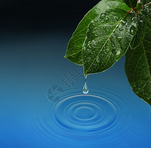 绿叶 水滴落植物液体雨滴飞沫草本环境叶子冥想海浪波纹背景图片