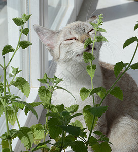 猫猫科绿色草药叶子草本药品动物快感芳香小猫背景图片