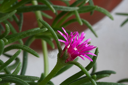 冬季农业食物石榴花园宏观植物花朵蔬菜白油沙拉背景图片