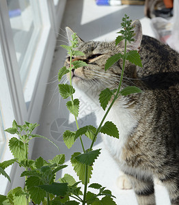 猫草本宠物树叶哺乳动物草药快感猫科动物绿色芳香背景图片