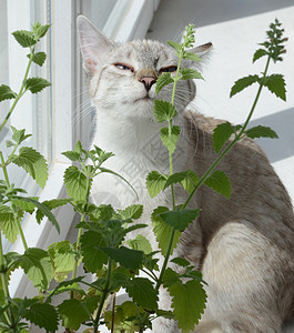 猫快感植物动物小猫草本猫科树叶草药哺乳动物叶子背景图片